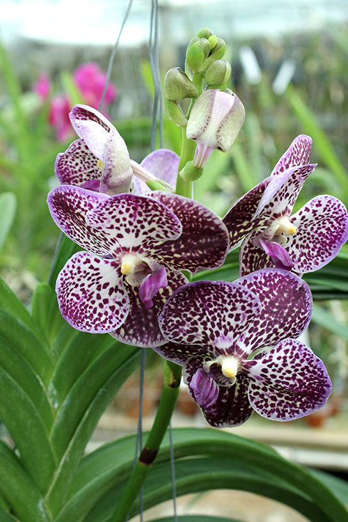 Ascocenda Kulwadee Black.jpg