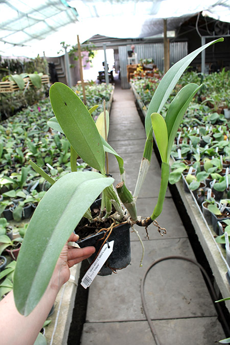 Cattleya labiata alba x Cattleya labiata roxo bispo 'Urbano'.jpg