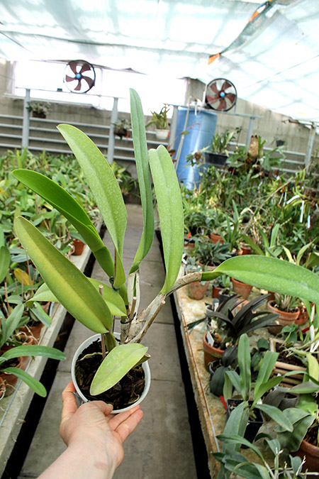 Cattleya warscewiczii tipo 'Hector' x SELF.jpg