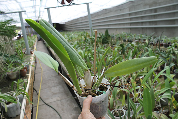 Brassolaeliocattleya George King 'Southern Cross'.jpg