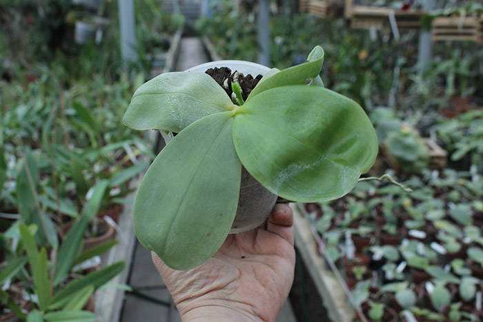 Ph Yaphon Red Jewel x Ld's Bear Queen.jpg