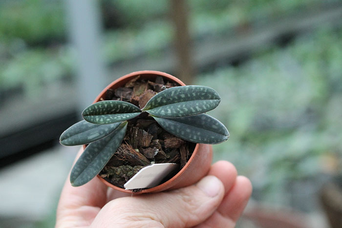 Paphiopedilum rungsuriyanum.jpg