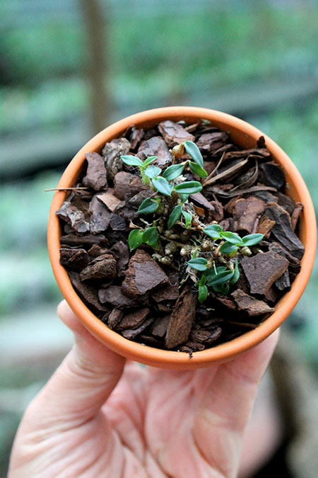 Dendrobium parvulum blue.jpg