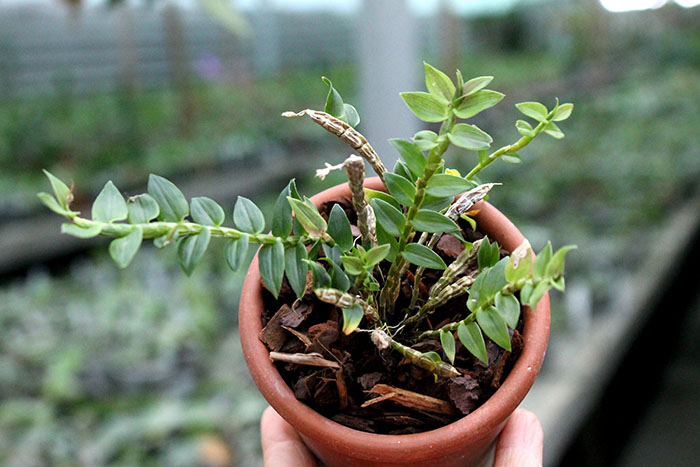 Dendrobium limpidum.jpg