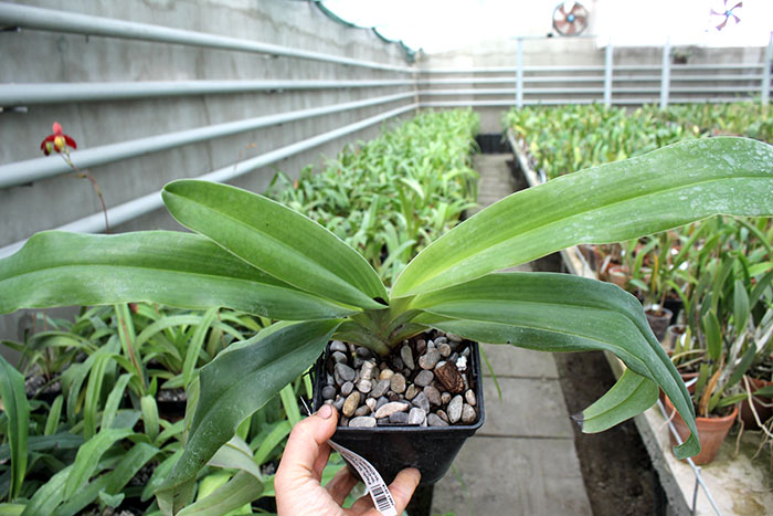 Paphiopedilum In-Charm Lady (Lady Isabel 'In-Charm' x Paphiopedilum moqueateanum 'In-Charm').jpg