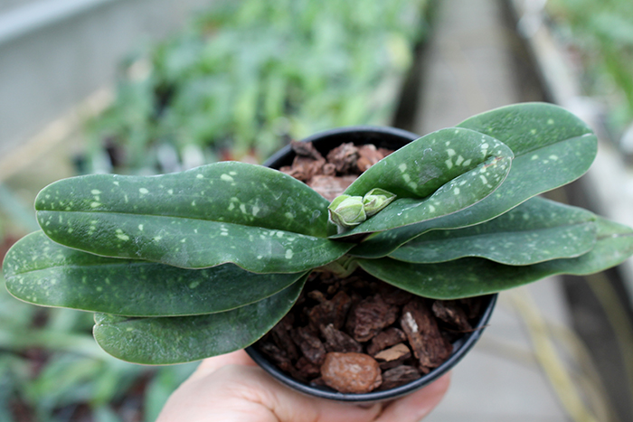 Paphiopedilum concolor.jpg