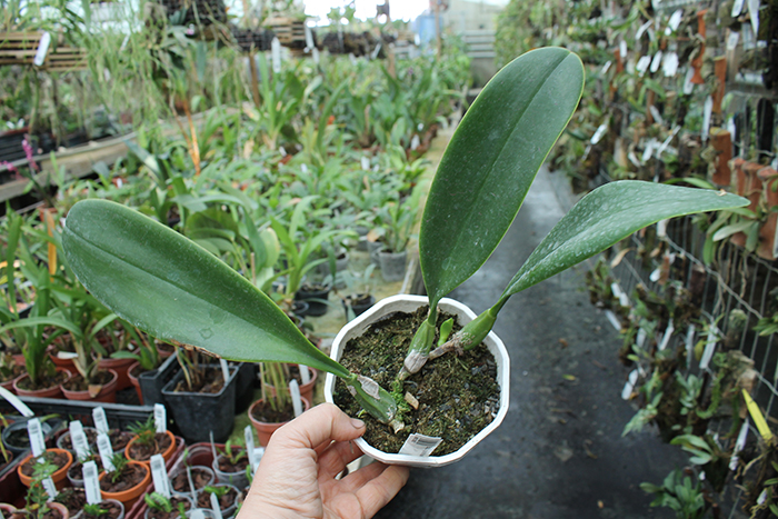 Bulbophyllum grandiflorum.jpg