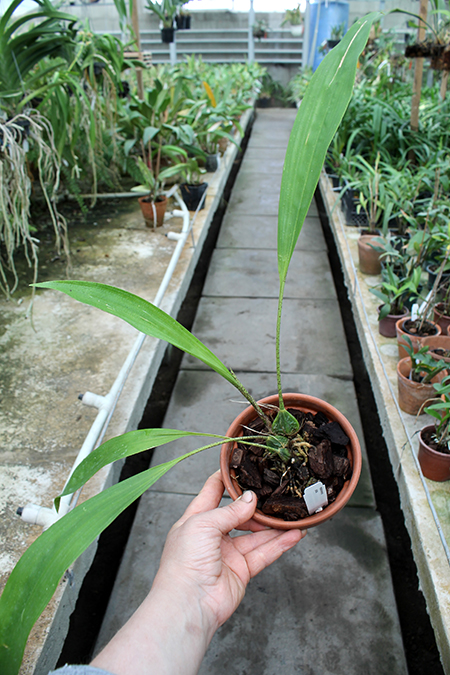 Rudolfiella picta.jpg