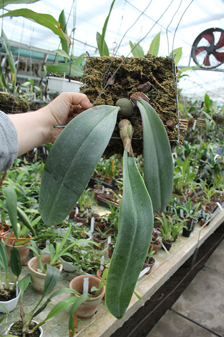 Bulbophyllum phalaenopsis.jpg