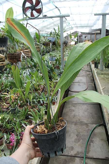 Gongora rufescens.jpg