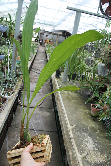 Lycomormium fiskei.jpg