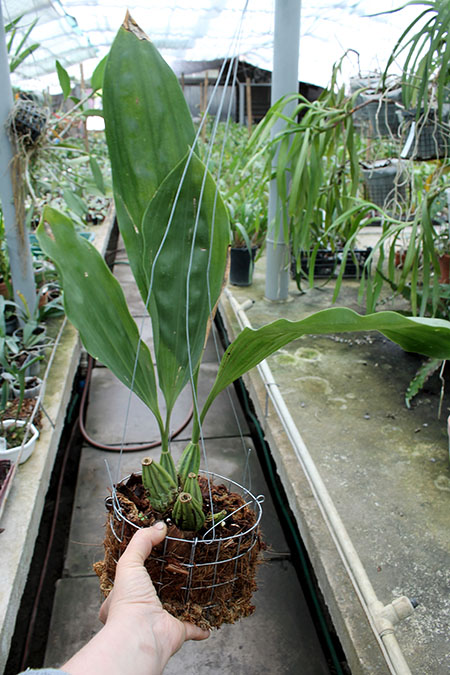 Gongora scaphephorus.jpg