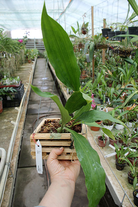 Stanhopea tigrina.jpg