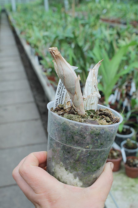 Catasetum saccatum x macrocarpum.jpg