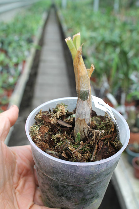 Cycnoches cooperi x herrenhusanum.jpg