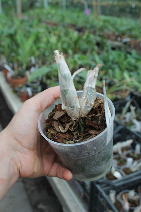 Catasetum (spitzii x spitzii yellow).jpg