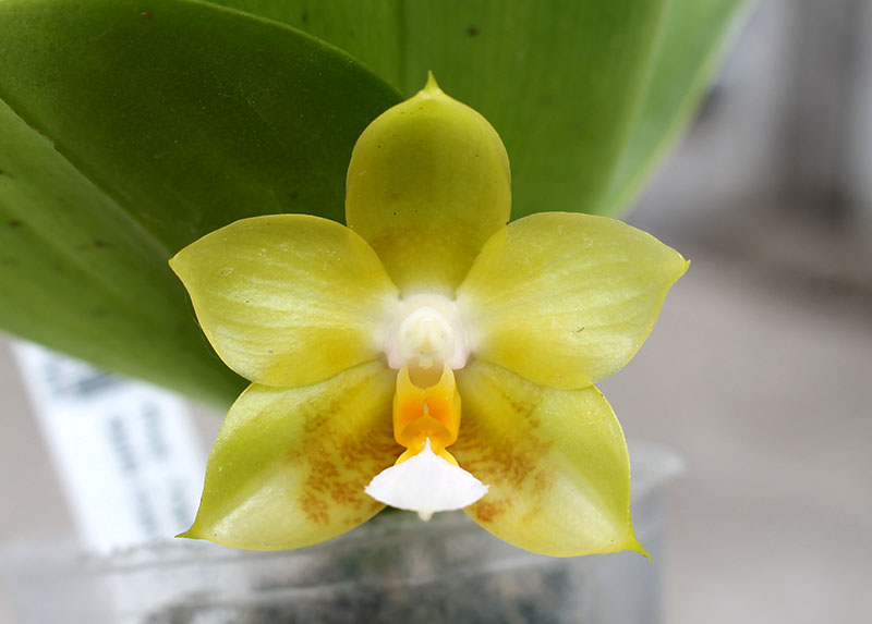 Phalaenopsis Yaphon Evergreen x Yungho Gelb Canary 'Joseph Wu'.jpg