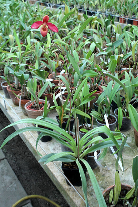 Phragmipedium Andean Fire.jpg