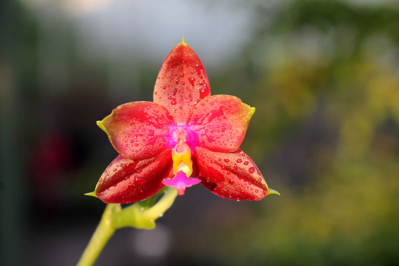 Phalaenopsis (Nobby's Green Eagle x DTE) x (violacea x Su-An Super Star).jpg
