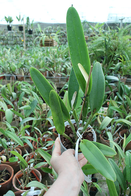 Cattleya maxima (Z-521) x maxima rubra (Z-456).jpg