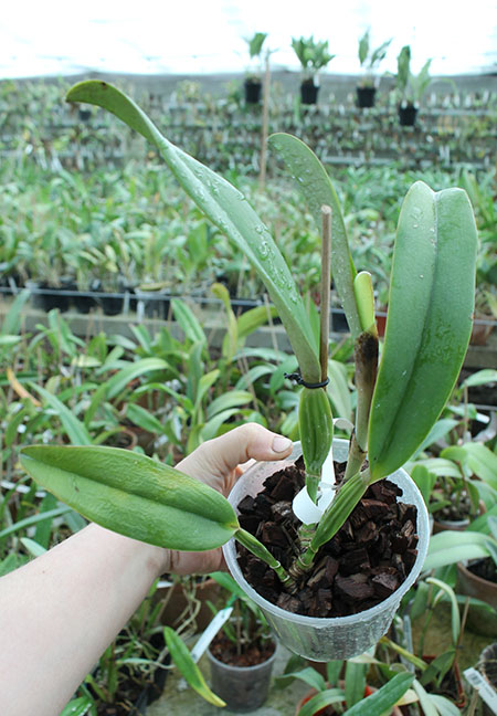 Cattleya jenmanii coerulea 'Pedra Azul' x SELF.jpg