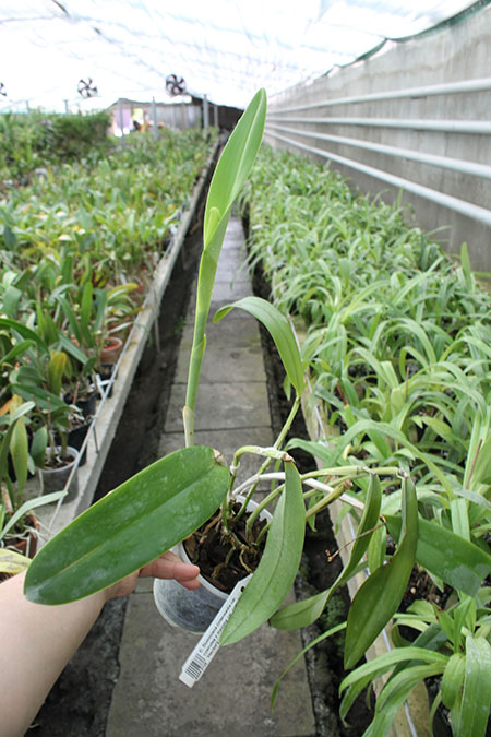 Cattleya Dominiana.jpg