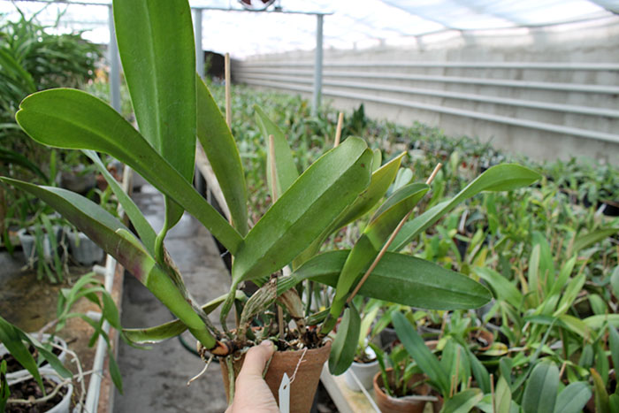 Brassolaeliocattleya Tubtim Siam.jpg