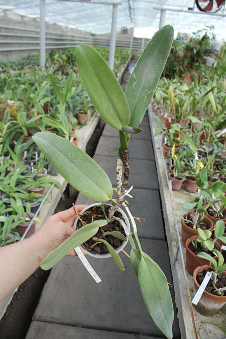Cattleya warneri tipo 'Maravilha' (escura) x Cattleya warneri integra-orlata 'AWZ'.jpg