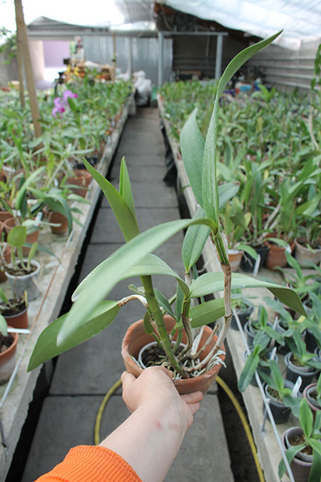 Cattleya Chian-Tzy Loddisong 'Summer Beauty'.jpg