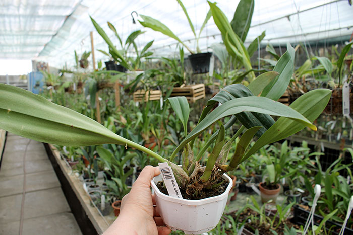 Bulbophyllum lobbii var sulawesi.jpg