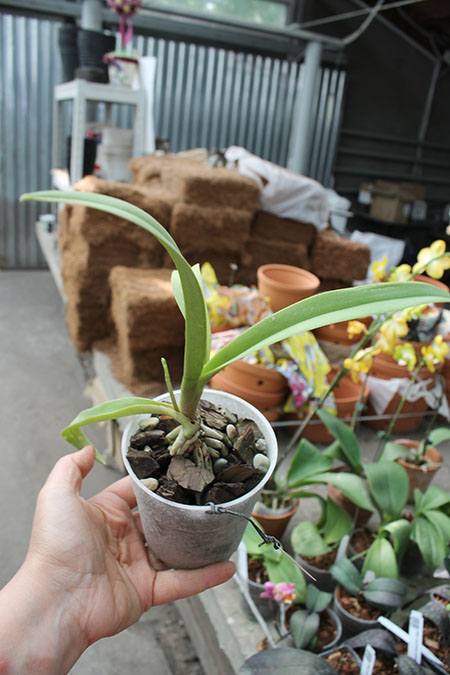 Doritis pulcherrima blue.jpg