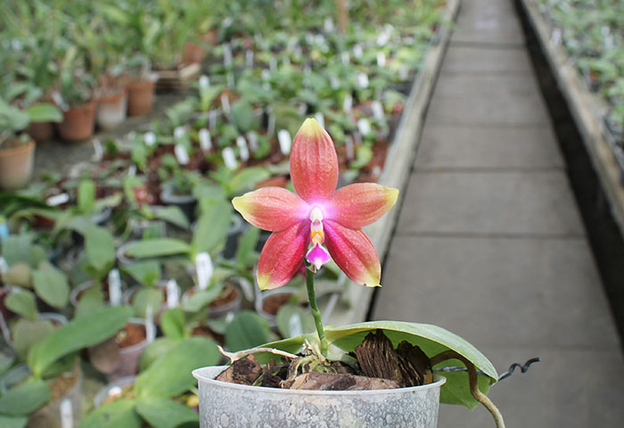 Phalaenopsis Jennifer Palermo (C1 type) x Phalaenopsis LD's Bear Queen.jpg