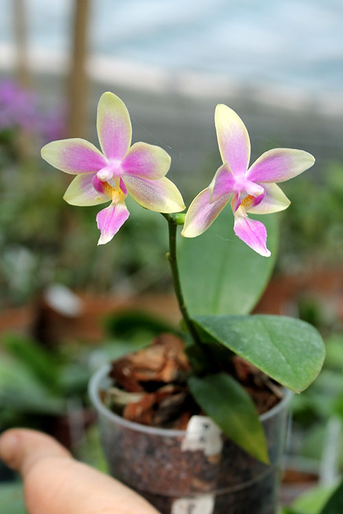 Phalaenopsis Cornustris x (Gelbliber x Princess Kaiulani) x Phalaenopsis Chiada Ziv.jpg