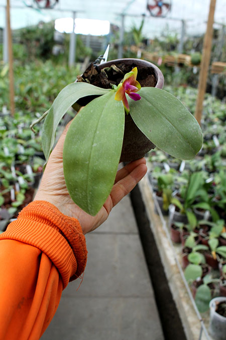 Phalaenopsis venosa red x bellina blue.jpg