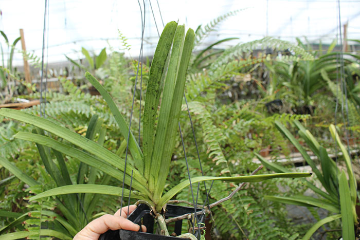 Rhynchostylis retusa spot.jpg