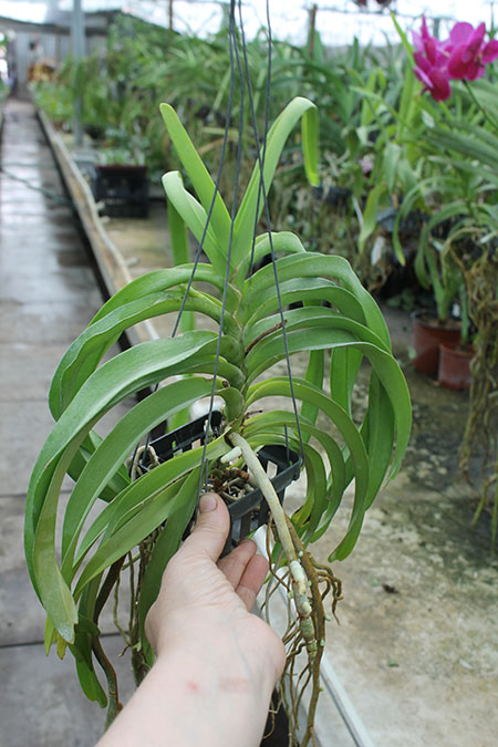 Vanda denisoniana x Rhynchostylis coelestis.jpg