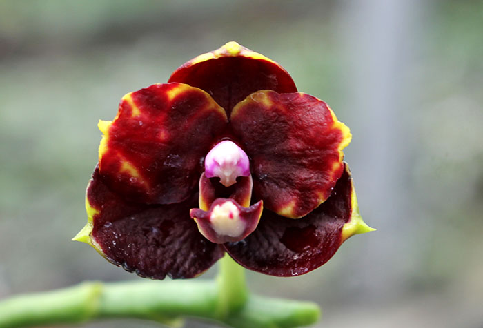 Phalaenopsis Hawaii Dragon Girl x Lioulin Goldfinch.jpg