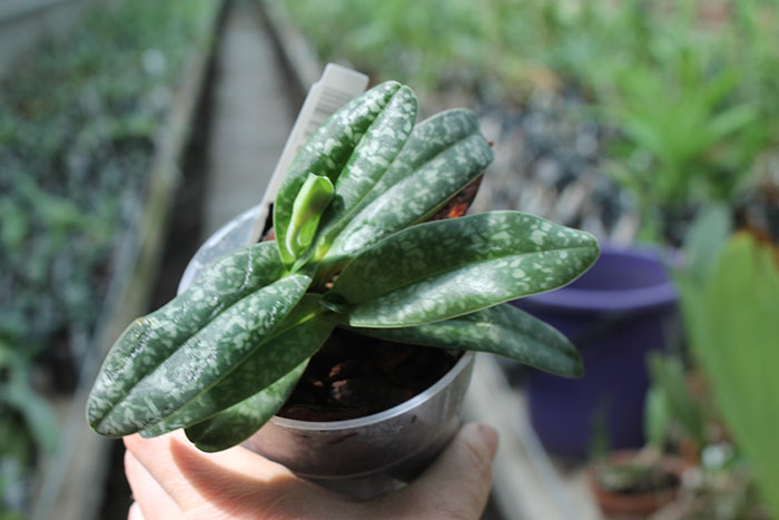 Paphiopedilum Wellesleyanum alba.jpg