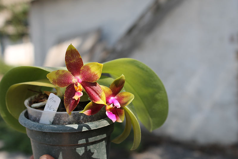 Phalaenopsis Mituo Sun Queen x Samera.jpg