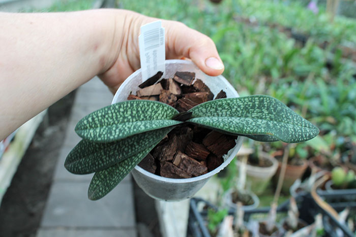 Paphiopedilum micranthum var eburneum.jpg