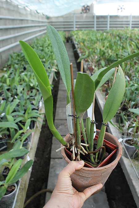 Brassocattleya Chief Pink 'Diana'.jpg