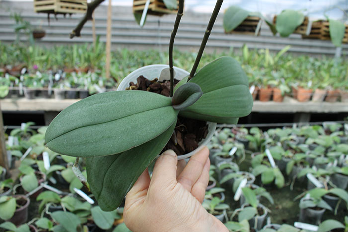 Phalaenopsis Liu's Twilight Rainbow x celebensis.jpg