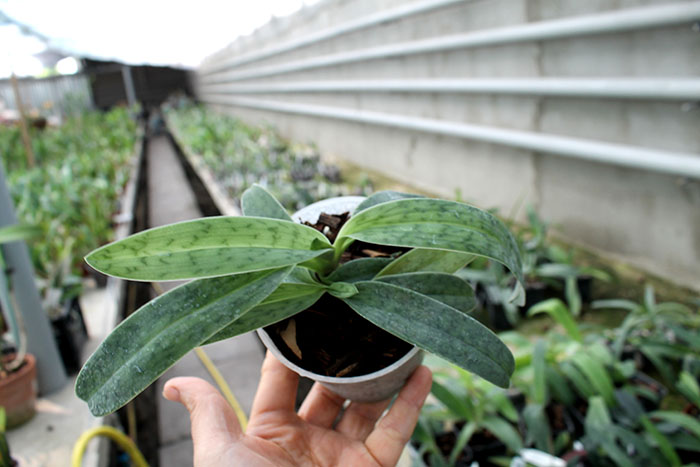 Paphiopedilum helenae x sukhakulii.jpg