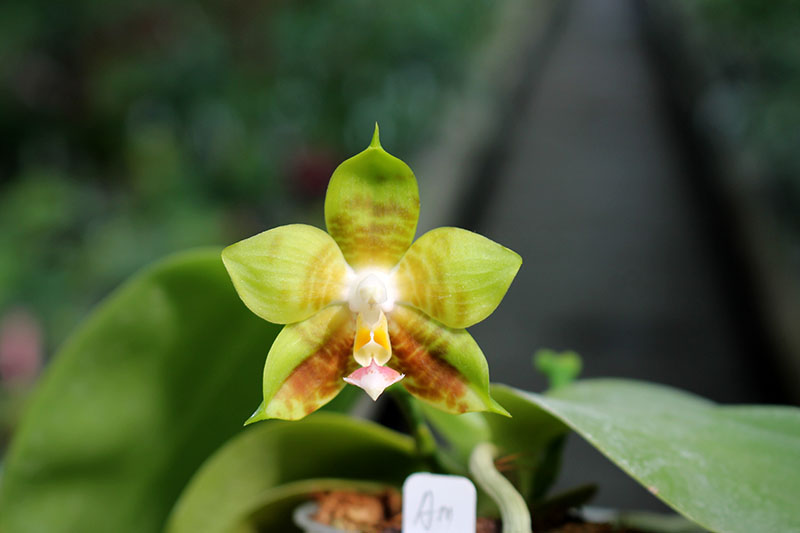Phalaenopsis Lyndon Reflex x LD's Bear King.jpg