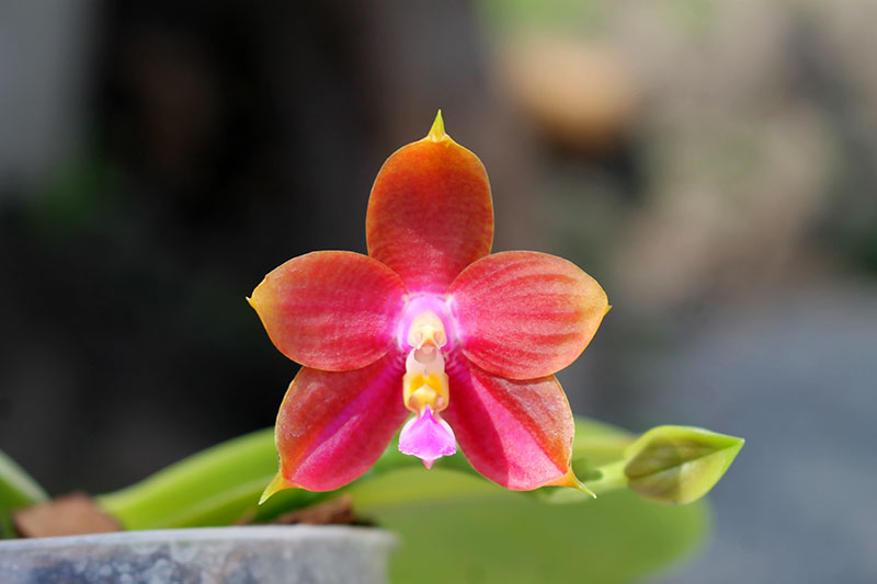 Phalaenopsis Lyndon Reflex x LD's Bear King.jpg