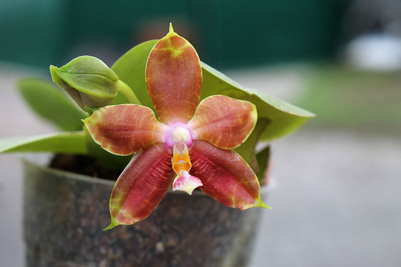 Phalaenopsis Lyndon Reflex x LD's Bear King.jpg