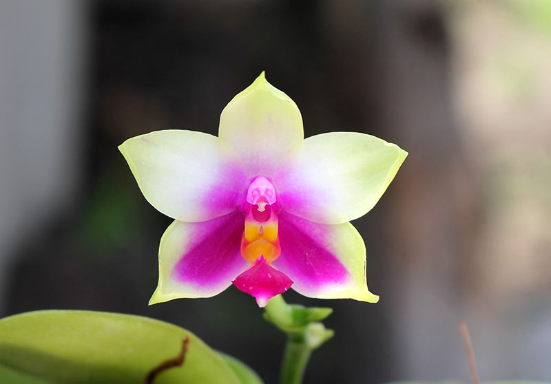 Phalaenopsis bellina AL.jpg