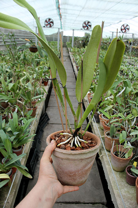 Cattleya dowiana.jpg