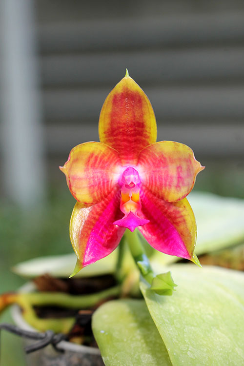 Phalaenopsis LD Emerald Bear x LD Double Dragon.jpg