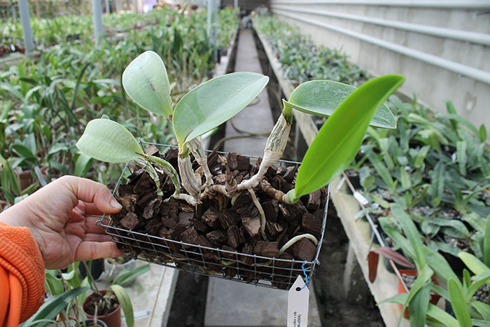 Cattleya walkeriana var semi-alba ('Puanani' x 'Tancho').jpg